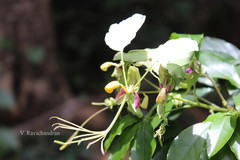 Cadaba trifoliata